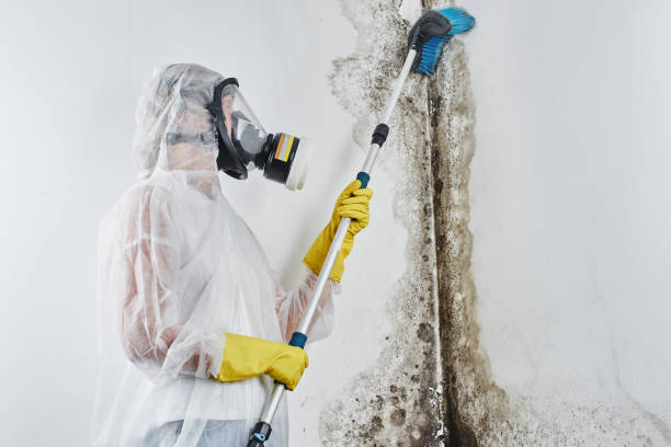 Best Black Mold Remediation in Centerfield, UT
