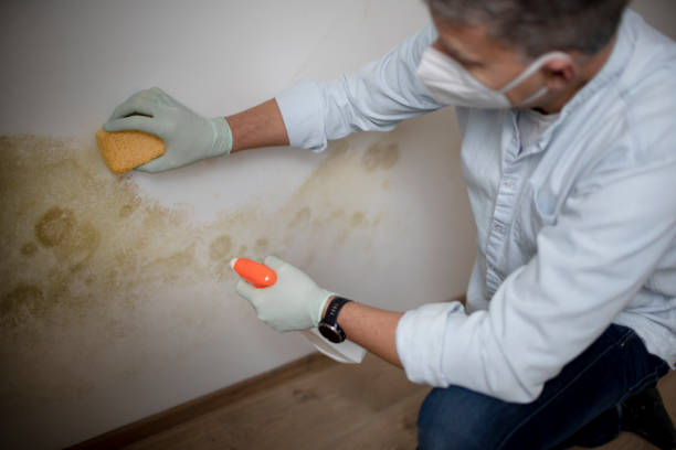 Best Bathroom Mold Remediation in Centerfield, UT