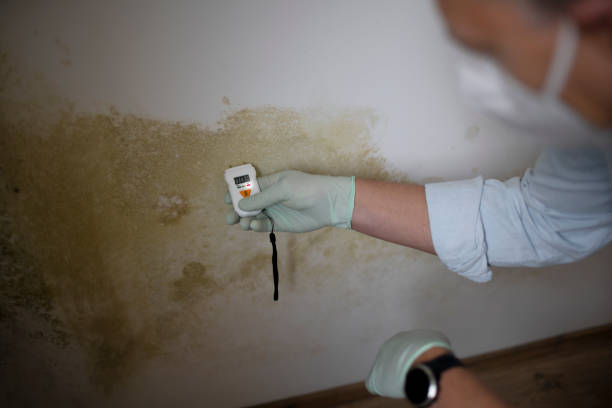 Best Attic Mold Remediation in Centerfield, UT