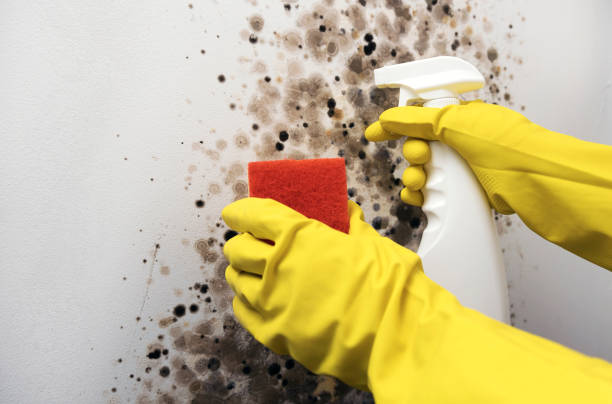 Best DIY Mold Remediation Support Services in Centerfield, UT