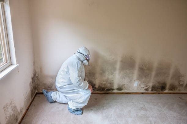 Best Preventive Mold Services in Centerfield, UT