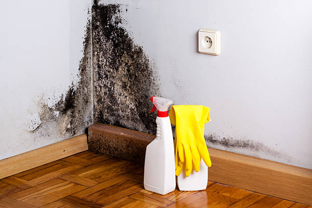 Best Post-Flood Mold Remediation in Centerfield, UT